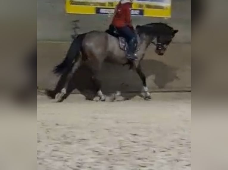 KWPN Giumenta 16 Anni 166 cm Baio scuro in Heusden zolder KWPN Giumenta 16 Anni 166 cm Baio scuro in Heusden zolder