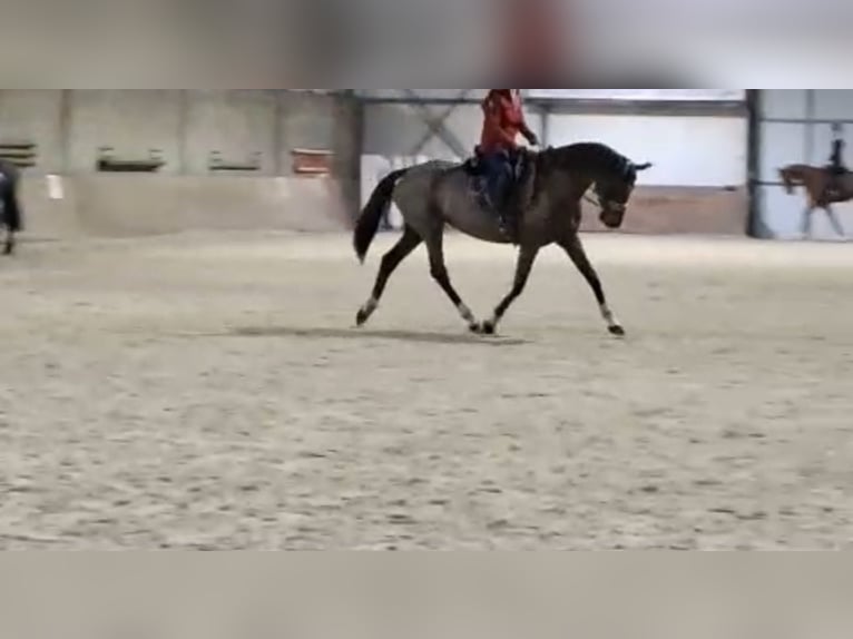 KWPN Giumenta 16 Anni 166 cm Baio scuro in Heusden zolder KWPN Giumenta 16 Anni 166 cm Baio scuro in Heusden zolder