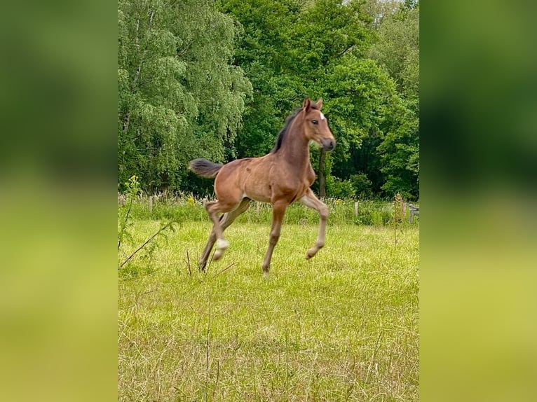 KWPN Giumenta 16 Anni 166 cm Baio scuro in Horst