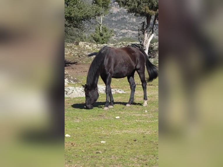 KWPN Giumenta 16 Anni 166 cm Morello in COLMENAR VIEJO