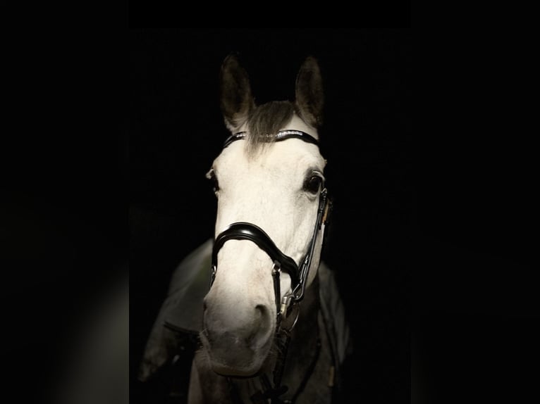 KWPN Giumenta 16 Anni 167 cm Grigio in Wangen im Allgäu