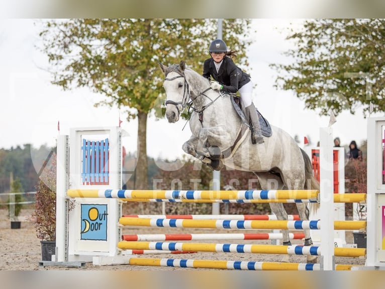 KWPN Giumenta 16 Anni 167 cm Grigio in Wangen im Allgäu