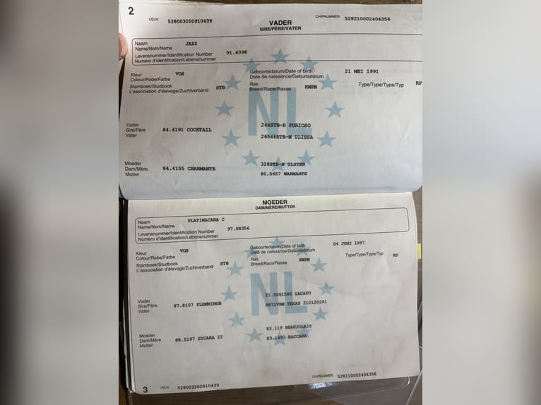 KWPN Giumenta 16 Anni 169 cm Sauro in Taubenheim