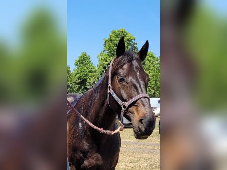 KWPN Giumenta 16 Anni 170 cm Baio scuro in Bötzow