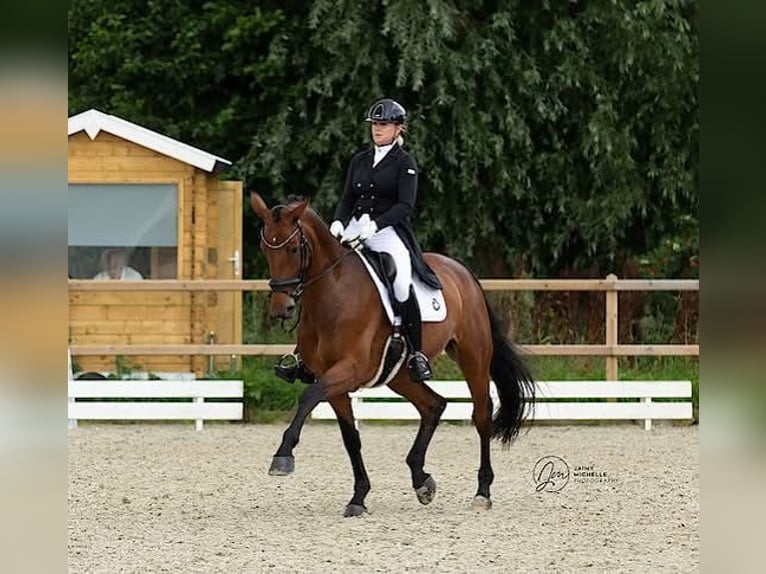 KWPN Giumenta 16 Anni 173 cm Baio in Heiloo