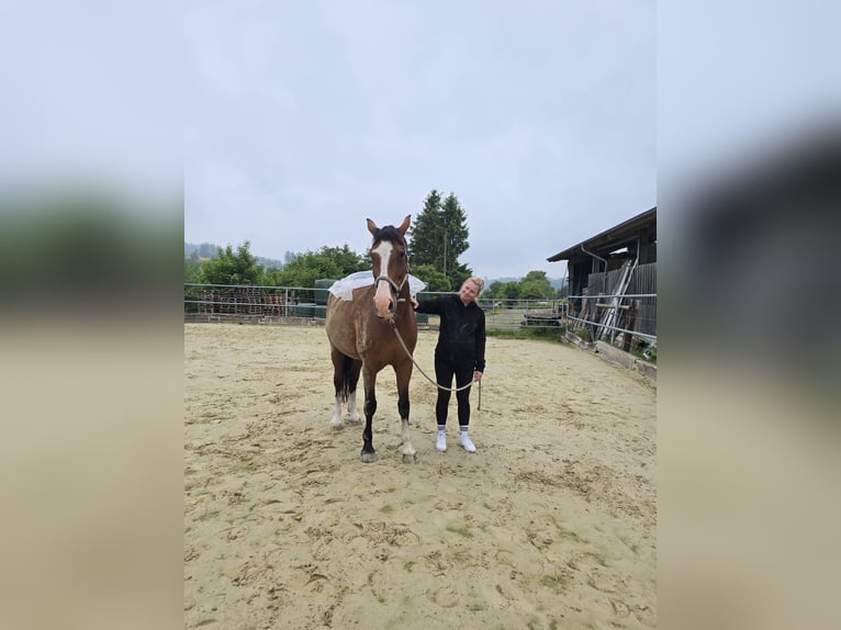 KWPN Giumenta 16 Anni 173 cm Baio in Kirchhundem