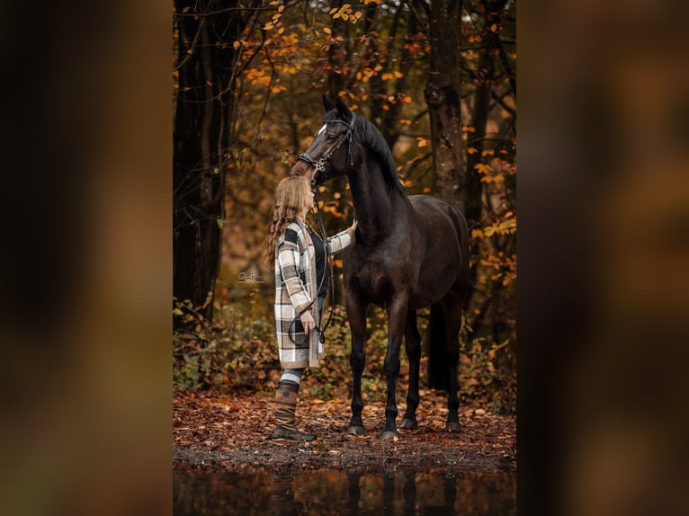 KWPN Giumenta 16 Anni 174 cm Baio in Idstein