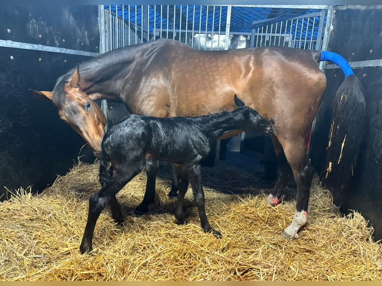 KWPN Giumenta 16 Anni 174 cm Baio scuro in Vierpolders