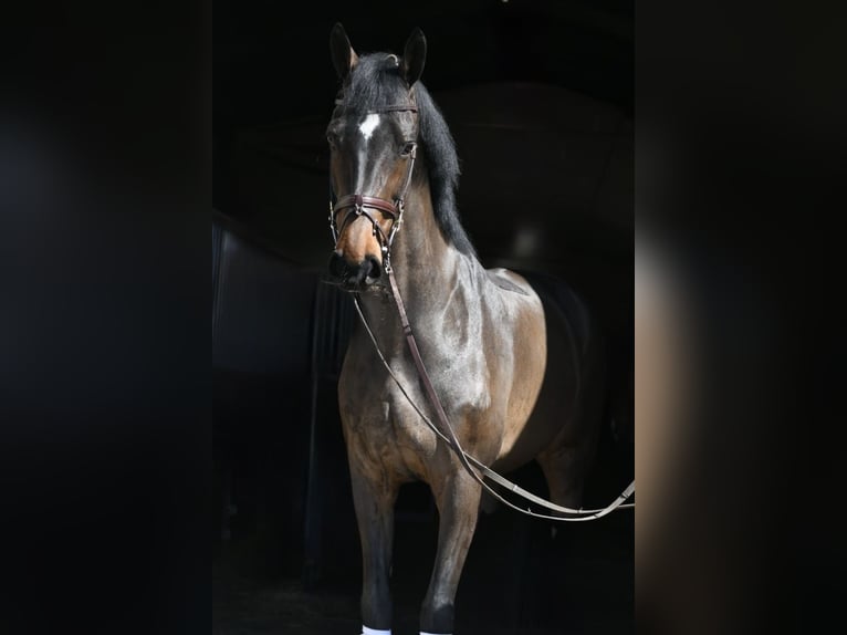 KWPN Giumenta 16 Anni 178 cm Baio scuro in Geilenkirchen