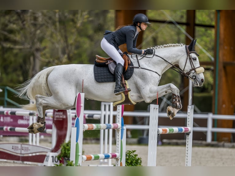 KWPN Giumenta 16 Anni 179 cm Grigio in Las Rozas De Madrid