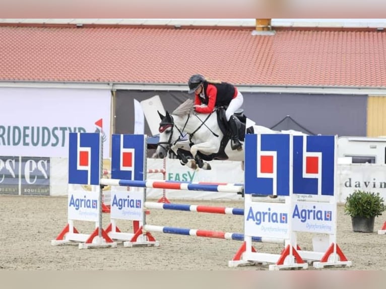 KWPN Giumenta 17 Anni 140 cm Grigio in Żarki Letnisko