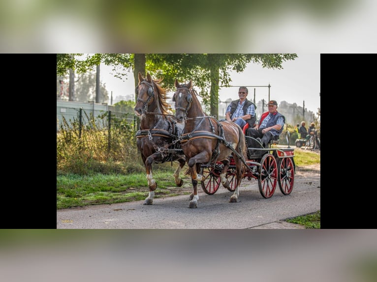 KWPN Giumenta 17 Anni 158 cm Sauro in Asten