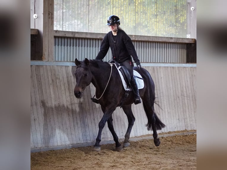 KWPN Giumenta 17 Anni 160 cm Baio scuro in Nettersheim