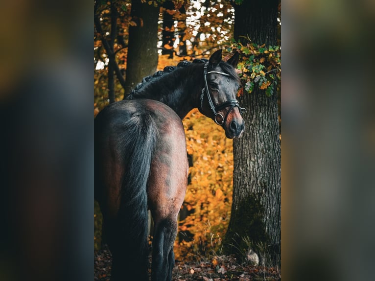 KWPN Giumenta 17 Anni 160 cm Baio scuro in Nettersheim