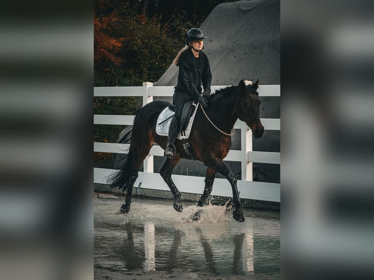 KWPN Giumenta 17 Anni 160 cm Baio scuro in Nettersheim