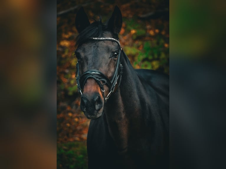 KWPN Giumenta 17 Anni 160 cm Baio scuro in Nettersheim