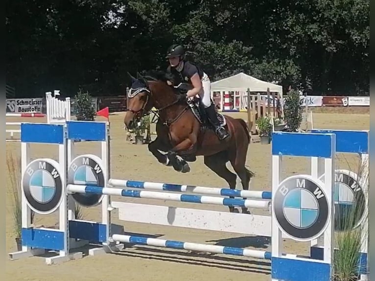 KWPN Giumenta 17 Anni 163 cm Baio in Moers