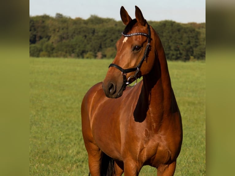 KWPN Giumenta 17 Anni 163 cm Baio in Moers