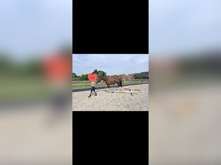 KWPN Giumenta 17 Anni 163 cm Sauro scuro in Selfkant