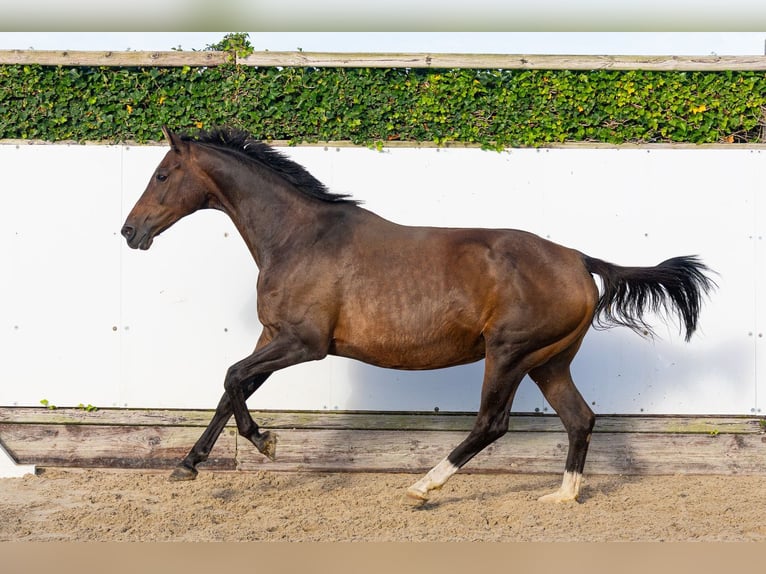 KWPN Giumenta 17 Anni 164 cm Baio scuro in Waddinxveen