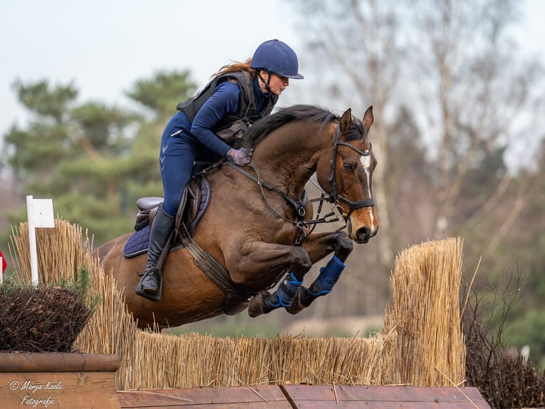 KWPN Giumenta 17 Anni 164 cm in Wijk en Aalburg