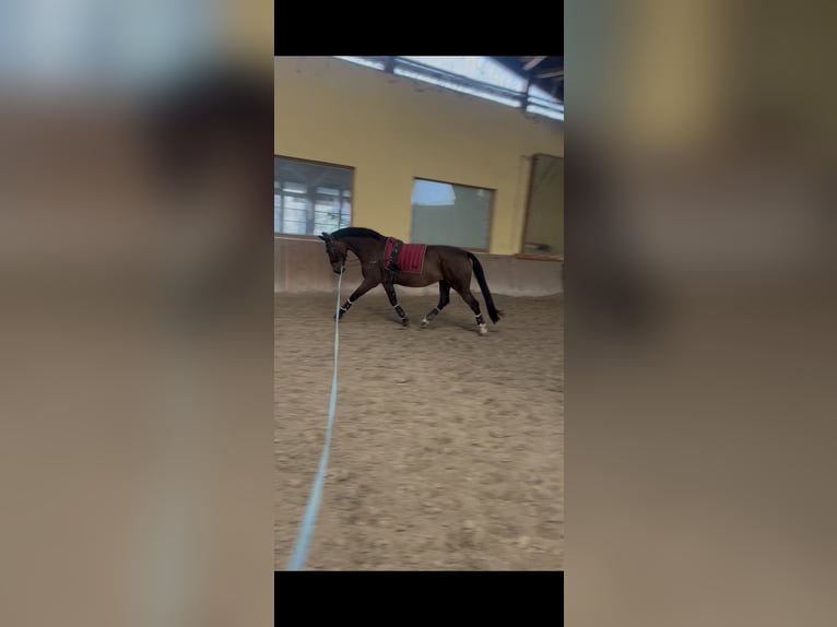 KWPN Mix Giumenta 17 Anni 165 cm Baio ciliegia in Preserje