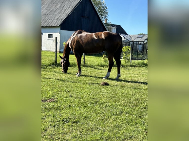 KWPN Giumenta 17 Anni 165 cm Baio ciliegia in Yngsjö