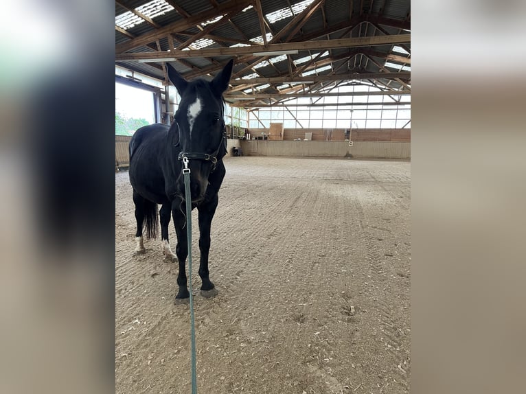 KWPN Giumenta 17 Anni 165 cm Baio scuro in Bassenheim