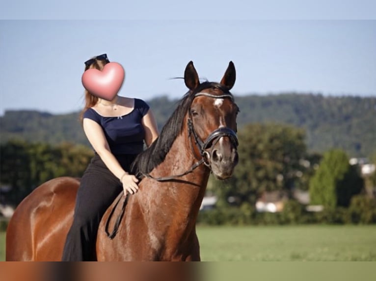 KWPN Giumenta 17 Anni 165 cm Baio scuro in Neuwied KWPN Giumenta 17 Anni 165 cm Baio scuro in Neuwied