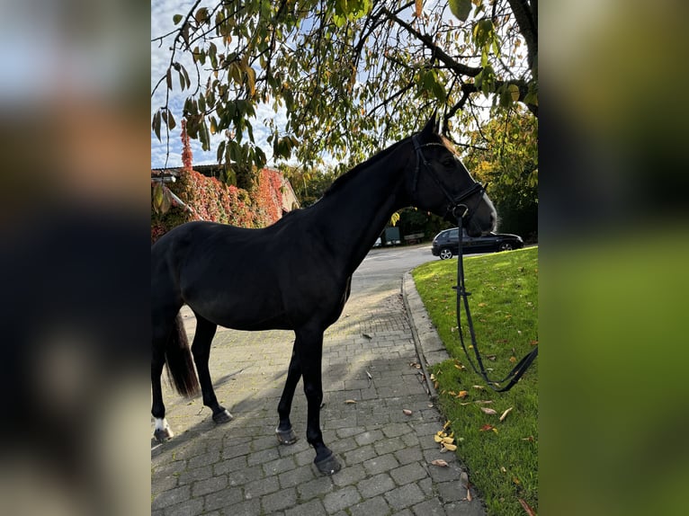 KWPN Giumenta 17 Anni 165 cm in Bad Salzuflen