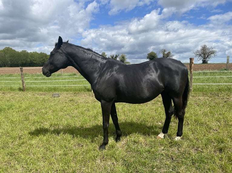 KWPN Giumenta 17 Anni 167 cm Morello in GROTE-BROGEL