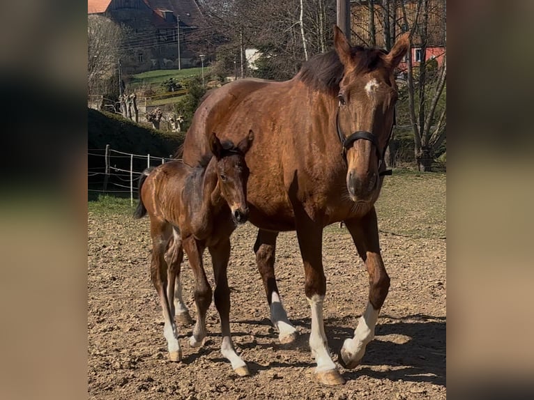 KWPN Giumenta 17 Anni 167 cm Sauro in Obermunzig