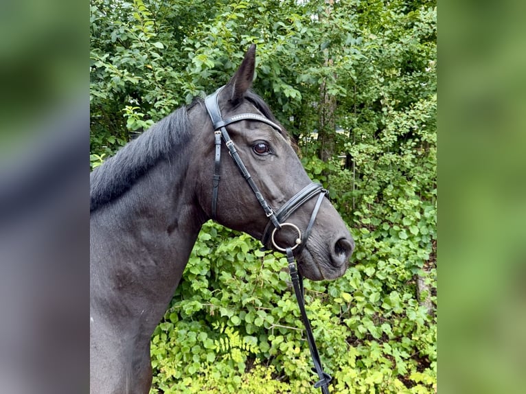 KWPN Giumenta 17 Anni 168 cm Morello in Davidschlag