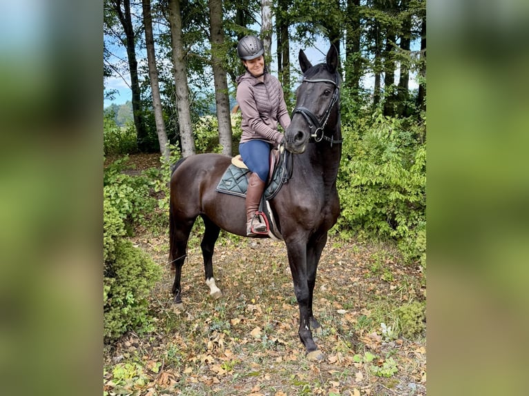 KWPN Giumenta 17 Anni 168 cm Morello in Davidschlag