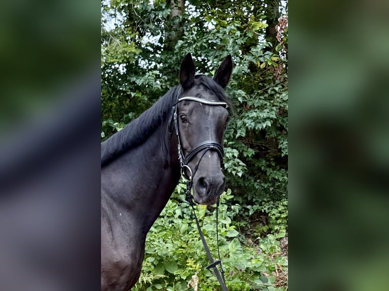 KWPN Giumenta 17 Anni 168 cm Morello in Davidschlag