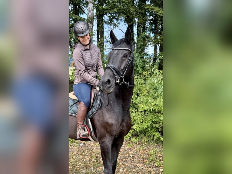 KWPN Giumenta 17 Anni 168 cm Morello in Davidschlag
