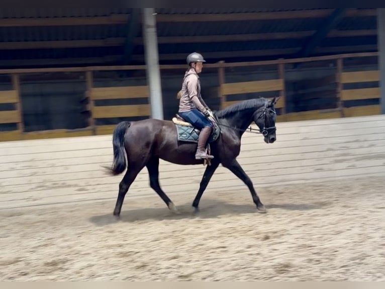 KWPN Giumenta 17 Anni 168 cm Morello in Davidschlag