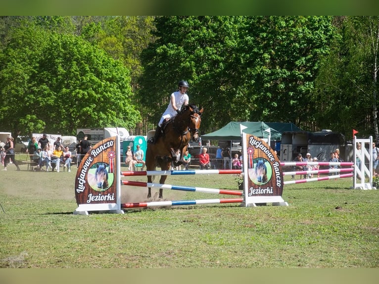 KWPN Giumenta 17 Anni 169 cm Baio in Oborzany
