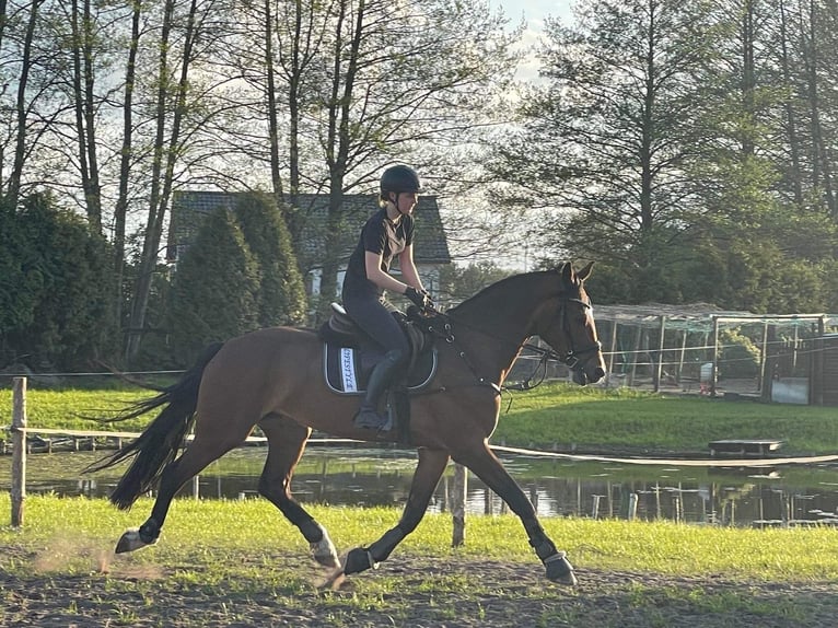 KWPN Giumenta 17 Anni 169 cm Baio in Oborzany