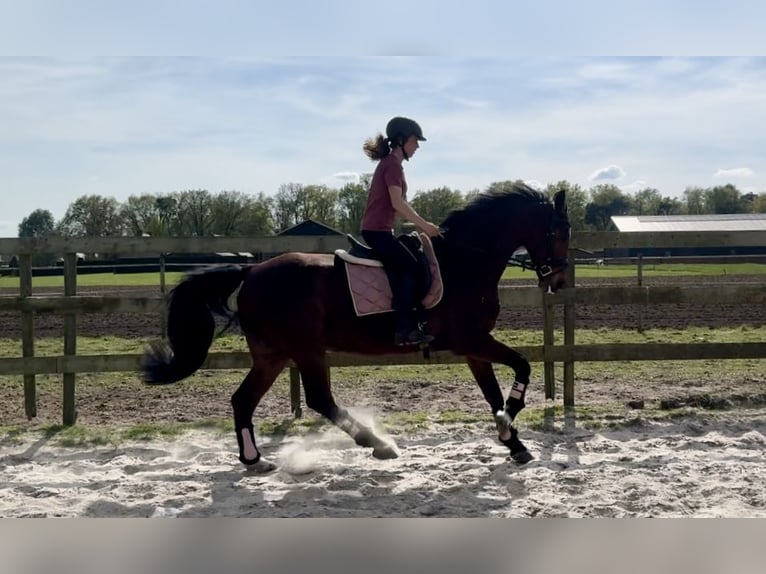 KWPN Giumenta 17 Anni 169 cm Baio in Barneveld