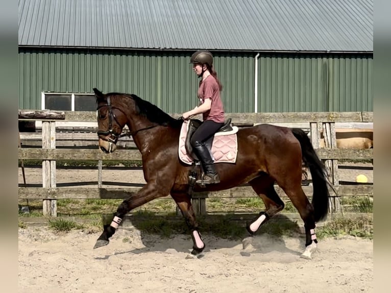 KWPN Giumenta 17 Anni 169 cm Baio in Barneveld