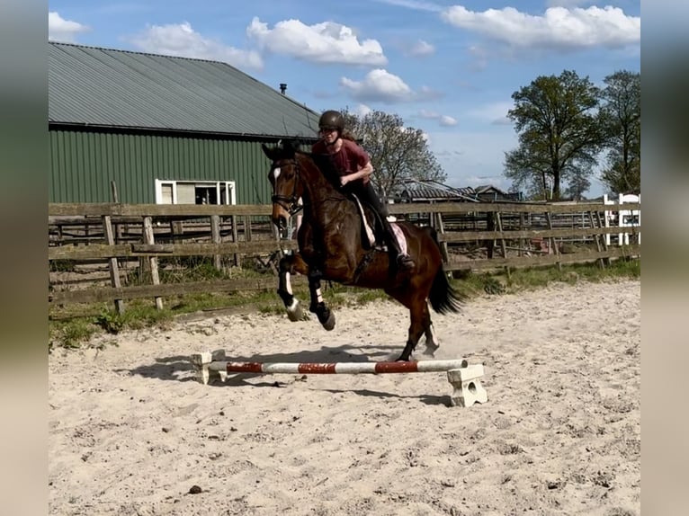 KWPN Giumenta 17 Anni 169 cm Baio in Barneveld