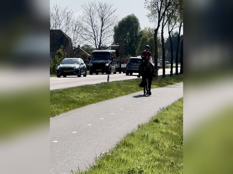 KWPN Giumenta 17 Anni 169 cm Baio in Barneveld