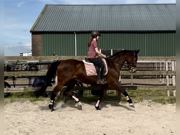 KWPN Giumenta 17 Anni 169 cm Baio in Barneveld