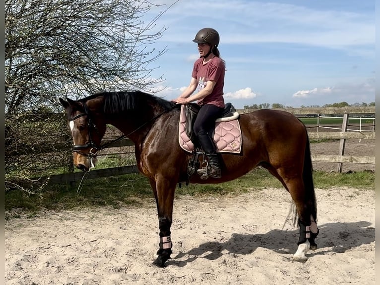 KWPN Giumenta 17 Anni 169 cm Baio in Barneveld