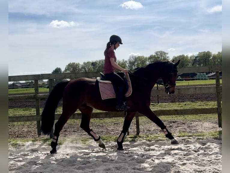 KWPN Giumenta 17 Anni 169 cm Baio in Barneveld