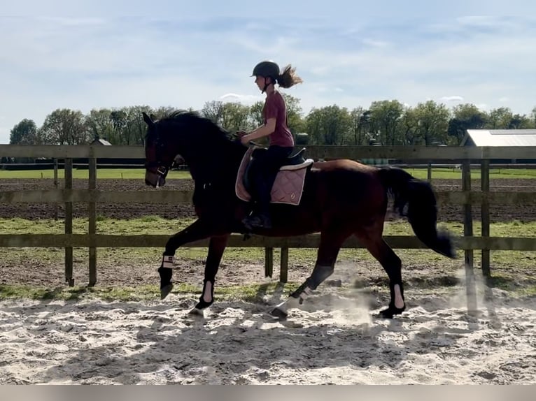 KWPN Giumenta 17 Anni 169 cm Baio in Barneveld