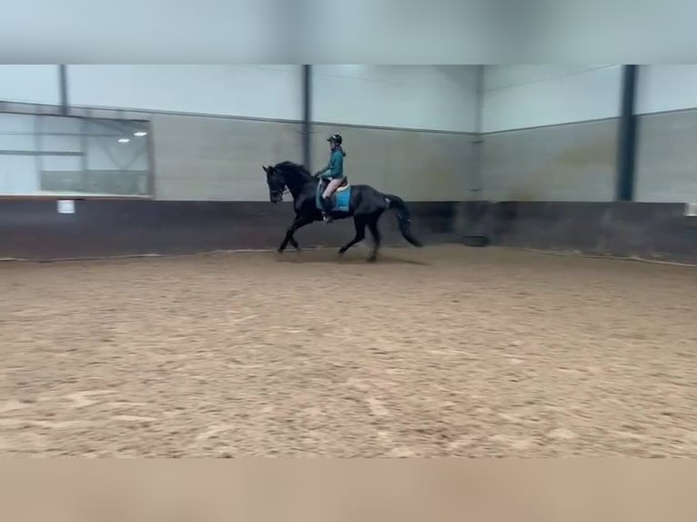 KWPN Giumenta 17 Anni 169 cm Morello in Dordrecht