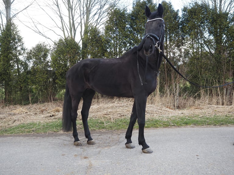 KWPN Giumenta 17 Anni 169 cm Morello in Dordrecht