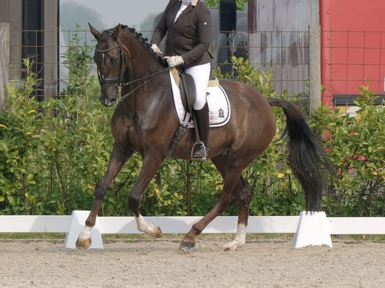 KWPN Giumenta 17 Anni 170 cm Sauro scuro in Luttelgeest